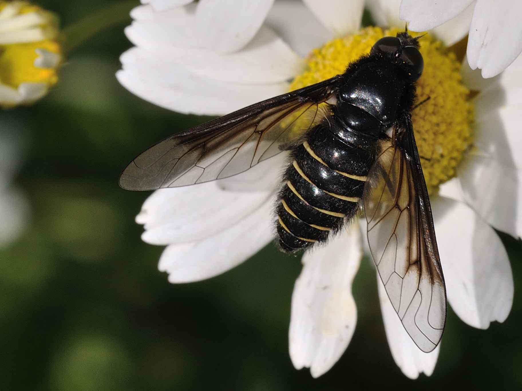 Bombyliidae - Lomatia cf. belzebul